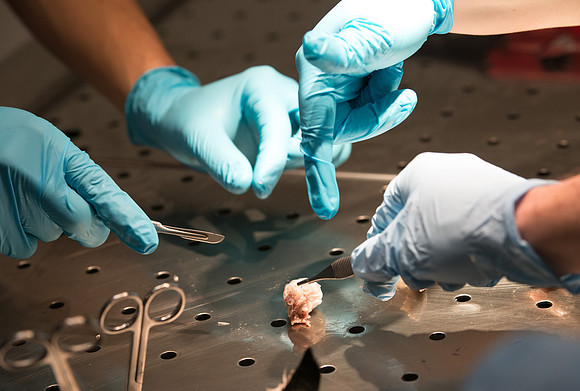 Animal Anatomy and Physiology Lab taught by Zeph Quirl.
