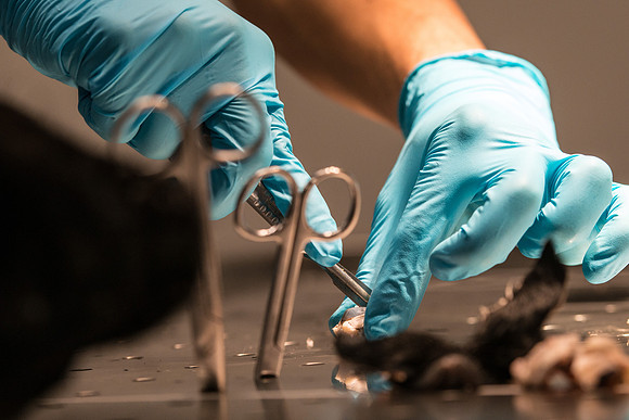 Animal Anatomy and Physiology Lab taught by Zeph Quirl.