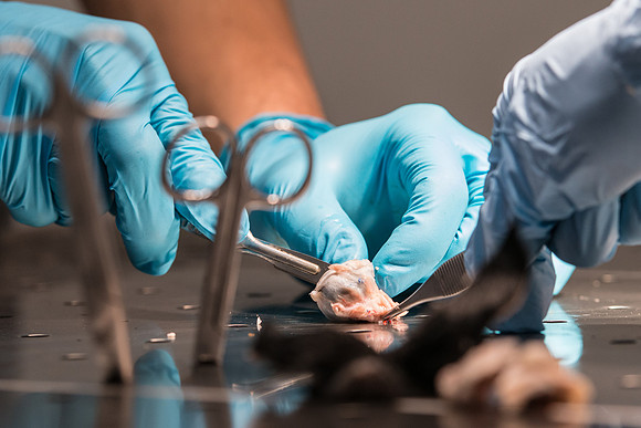 Animal Anatomy and Physiology Lab taught by Zeph Quirl.
