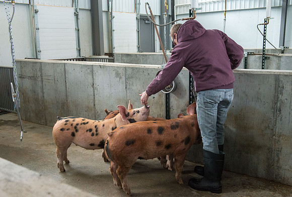 Students working with pigs in Amy Baeza's, Animal Science, Small Animal Production lab at the Agricutlure Science Center in the Pig Unit.