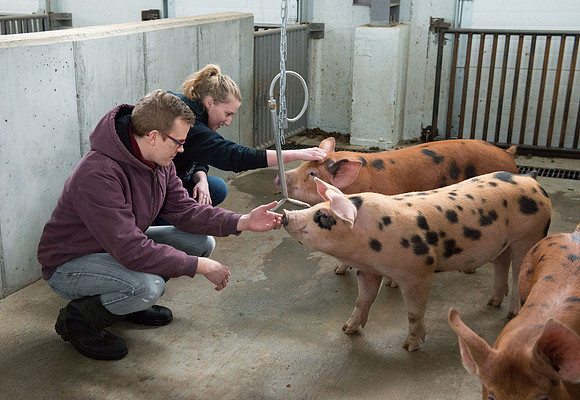 Students working with pigs in Amy Baeza's, Animal Science, Small Animal Production lab at the Agricutlure Science Center in the Pig Unit.
