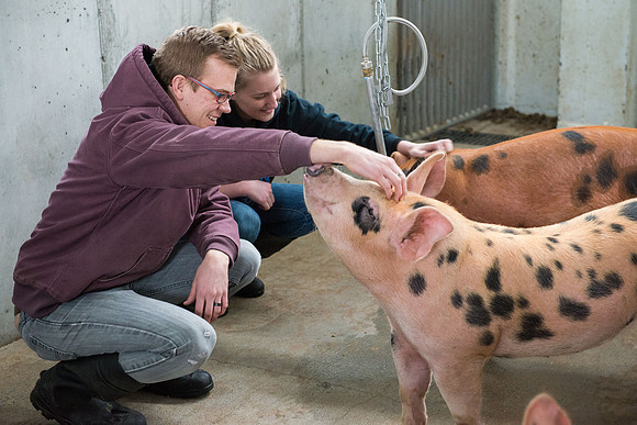 Students working with pigs in Amy Baeza's, Animal Science, Small Animal Production lab at the Agricutlure Science Center in the Pig Unit.