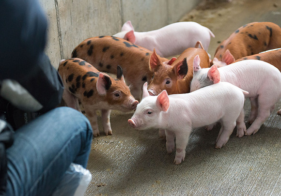 Students working with pigs in Amy Baeza's, Animal Science, Small Animal Production lab at the Agricutlure Science Center in the Pig Unit.