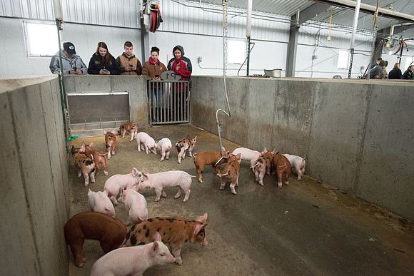 Students working with pigs in Amy Baeza's, Animal Science, Small Animal Production lab at the Agricutlure Science Center in the Pig Unit.