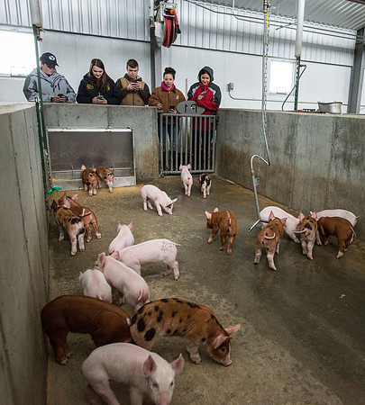 Students working with pigs in Amy Baeza's, Animal Science, Small Animal Production lab at the Agricutlure Science Center in the Pig Unit.