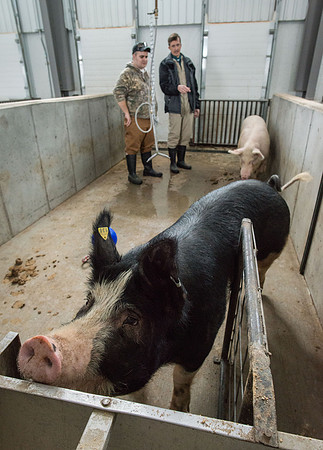 Students working with pigs in Amy Baeza's, Animal Science, Small Animal Production lab at the Agricutlure Science Center in the Pig Unit.