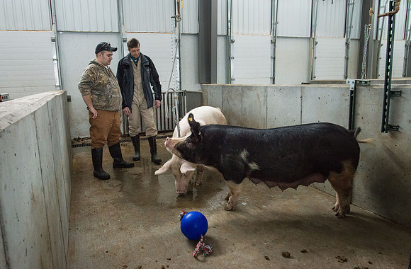 Students working with pigs in Amy Baeza's, Animal Science, Small Animal Production lab at the Agricutlure Science Center in the Pig Unit.