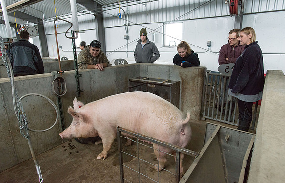 Students working with pigs in Amy Baeza's, Animal Science, Small Animal Production lab at the Agricutlure Science Center in the Pig Unit.