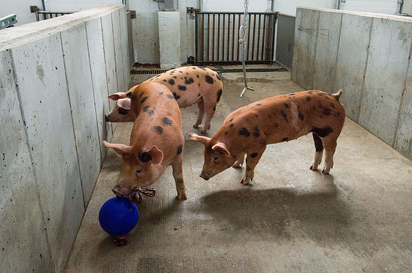 Students working with pigs in Amy Baeza's, Animal Science, Small Animal Production lab at the Agricutlure Science Center in the Pig Unit.
