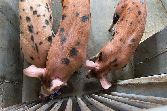 Students working with pigs in Amy Baeza's, Animal Science, Small Animal Production lab at the Agricutlure Science Center in the Pig Unit.