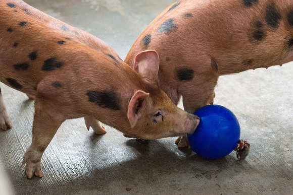 Students working with pigs in Amy Baeza's, Animal Science, Small Animal Production lab at the Agricutlure Science Center in the Pig Unit.