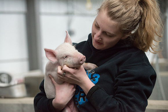 Students working with pigs in Amy Baeza's, Animal Science, Small Animal Production lab at the Agricutlure Science Center in the Pig Unit.