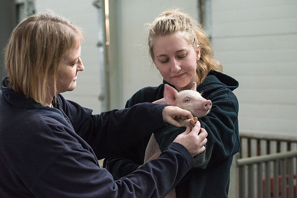 Students working with pigs in Amy Baeza's, Animal Science, Small Animal Production lab at the Agricutlure Science Center in the Pig Unit.