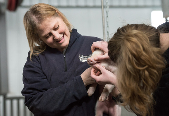 Students working with pigs in Amy Baeza's, Animal Science, Small Animal Production lab at the Agricutlure Science Center in the Pig Unit.