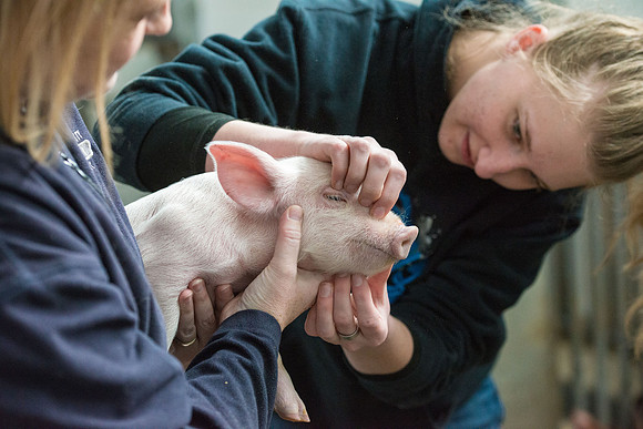 Students working with pigs in Amy Baeza's, Animal Science, Small Animal Production lab at the Agricutlure Science Center in the Pig Unit.
