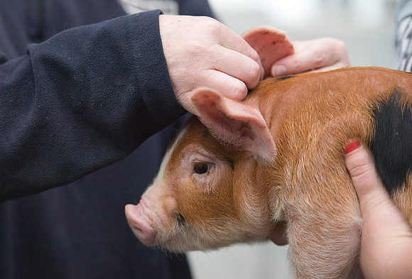 Students working with pigs in Amy Baeza's, Animal Science, Small Animal Production lab at the Agricutlure Science Center in the Pig Unit.