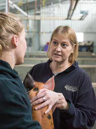 Students working with pigs in Amy Baeza's, Animal Science, Small Animal Production lab at the Agricutlure Science Center in the Pig Unit.