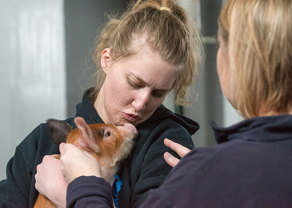 Students working with pigs in Amy Baeza's, Animal Science, Small Animal Production lab at the Agricutlure Science Center in the Pig Unit.