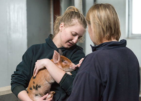 Students working with pigs in Amy Baeza's, Animal Science, Small Animal Production lab at the Agricutlure Science Center in the Pig Unit.