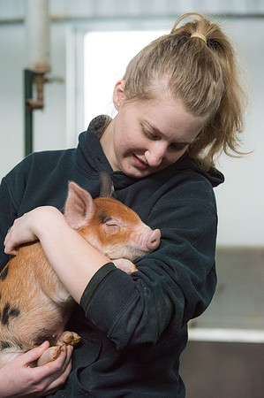 Students working with pigs in Amy Baeza's, Animal Science, Small Animal Production lab at the Agricutlure Science Center in the Pig Unit.