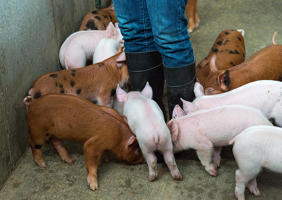 Students working with pigs in Amy Baeza's, Animal Science, Small Animal Production lab at the Agricutlure Science Center in the Pig Unit.