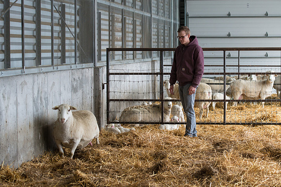 Students working with sheep in Amy Baeza's, Animal Science, Small Animal Production lab at the Agricutlure Science Center in the Sheep Unit.