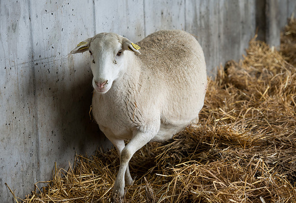 Students working with sheep in Amy Baeza's, Animal Science, Small Animal Production lab at the Agricutlure Science Center in the Sheep Unit.