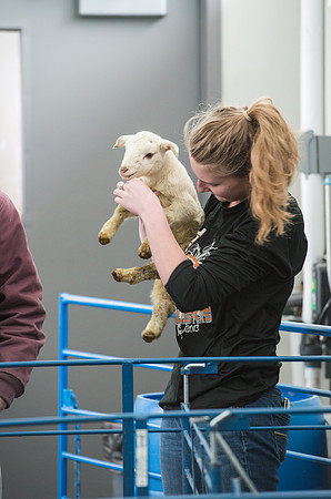 Students working with sheep in Amy Baeza's, Animal Science, Small Animal Production lab at the Agricutlure Science Center in the Sheep Unit.