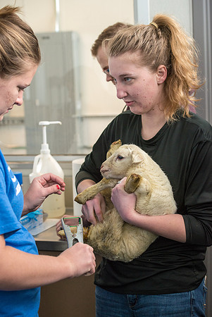 Students working with sheep in Amy Baeza's, Animal Science, Small Animal Production lab at the Agricutlure Science Center in the Sheep Unit.