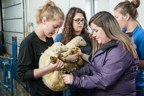 Students working with sheep in Amy Baeza's, Animal Science, Small Animal Production lab at the Agricutlure Science Center in the Sheep Unit.
