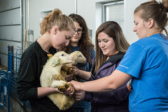 Students working with sheep in Amy Baeza's, Animal Science, Small Animal Production lab at the Agricutlure Science Center in the Sheep Unit.