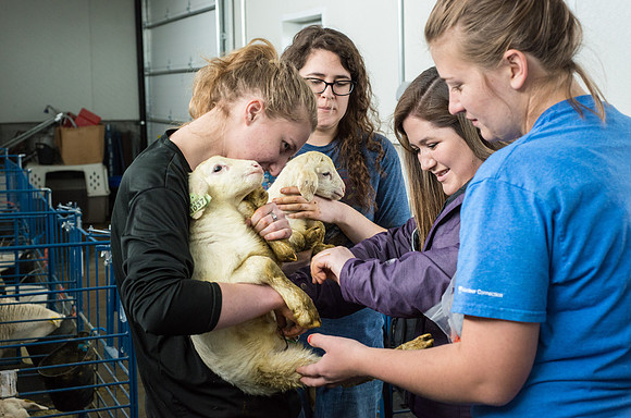 Students working with sheep in Amy Baeza's, Animal Science, Small Animal Production lab at the Agricutlure Science Center in the Sheep Unit.