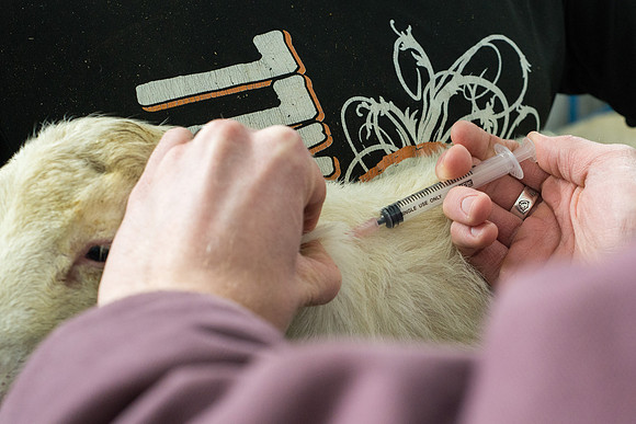 Students working with sheep in Amy Baeza's, Animal Science, Small Animal Production lab at the Agricutlure Science Center in the Sheep Unit.