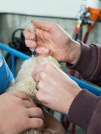 Students working with sheep in Amy Baeza's, Animal Science, Small Animal Production lab at the Agricutlure Science Center in the Sheep Unit.