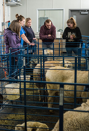 Students working with sheep in Amy Baeza's, Animal Science, Small Animal Production lab at the Agricutlure Science Center in the Sheep Unit.