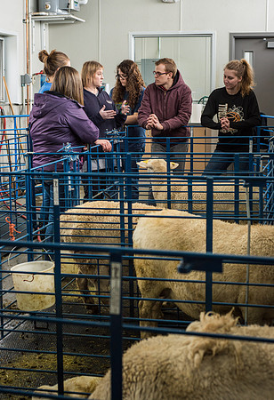Students working with sheep in Amy Baeza's, Animal Science, Small Animal Production lab at the Agricutlure Science Center in the Sheep Unit.