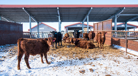 What used to be known as the Livestock Center will be ranamed the Agriculture Science Center at the dedication of the facility with it's several new buildings.