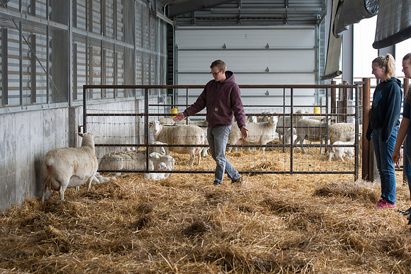 Students working with sheep in Amy Baeza's, Animal Science, Small Animal Production lab at the Agricutlure Science Center in the Sheep Unit.