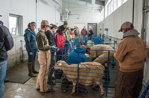 Students working with sheep in Kerry Powell's Animal Science Animal Reproduction lab at the Agricutlure Science Center in the Sheep Unit.