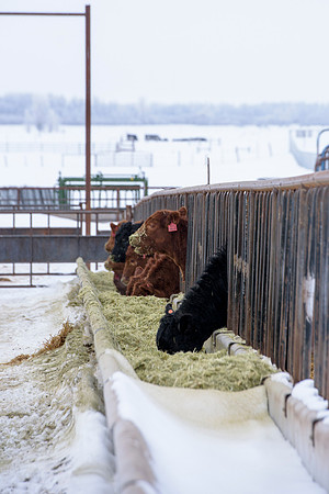 Students at BYU-Idaho work with the cattle at the Livestock Center by training the cattle to go where the students need them to go.