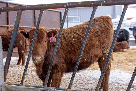 Students at BYU-Idaho work with the cattle at the Livestock Center by training the cattle to go where the students need them to go.