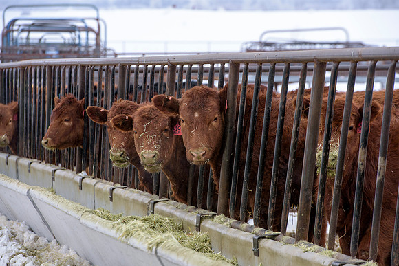 Students at BYU-Idaho work with the cattle at the Livestock Center by training the cattle to go where the students need them to go.