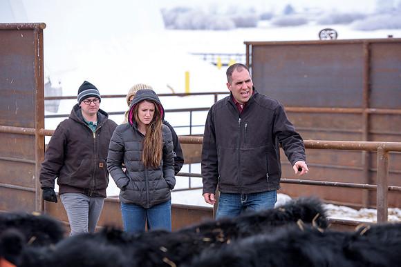 Students at BYU-Idaho work with the cattle at the Livestock Center by training the cattle to go where the students need them to go.