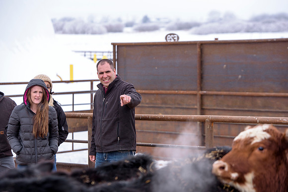 Students at BYU-Idaho work with the cattle at the Livestock Center by training the cattle to go where the students need them to go.