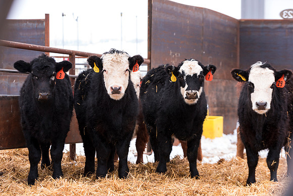 Students at BYU-Idaho work with the cattle at the Livestock Center by training the cattle to go where the students need them to go.
