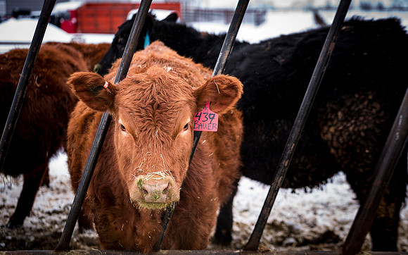 Students at BYU-Idaho work with the cattle at the Livestock Center by training the cattle to go where the students need them to go.