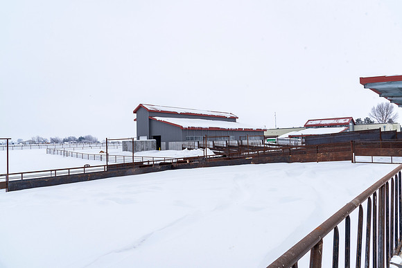 Students at BYU-Idaho work with the cattle at the Livestock Center by training the cattle to go where the students need them to go.