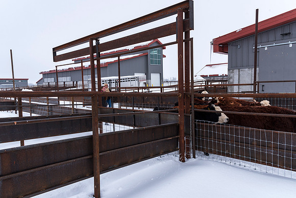 Students at BYU-Idaho work with the cattle at the Livestock Center by training the cattle to go where the students need them to go.