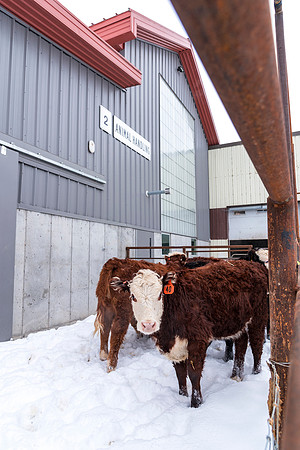 Students at BYU-Idaho work with the cattle at the Livestock Center by training the cattle to go where the students need them to go.