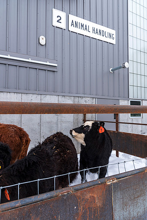 Students at BYU-Idaho work with the cattle at the Livestock Center by training the cattle to go where the students need them to go.